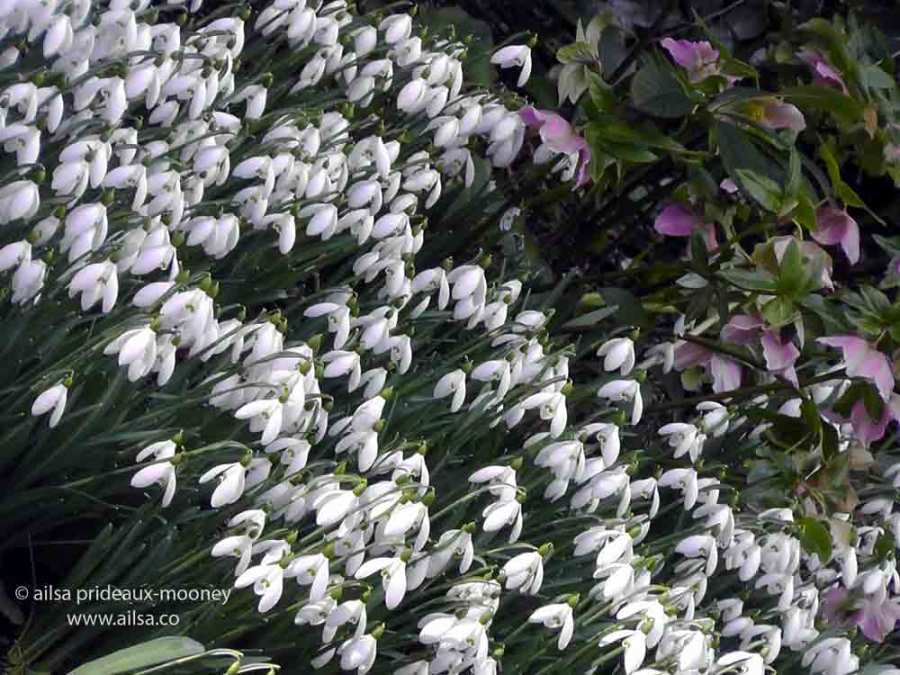 altamont gardens, snowdrop festival, ireland, travel, travelogue, ailsa prideaux-mooney