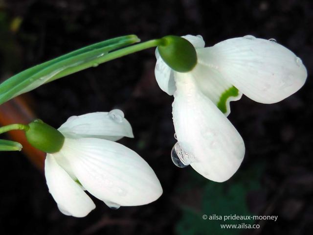 altamont gardens, snowdrop festival, ireland, travel, travelogue, ailsa prideaux-mooney
