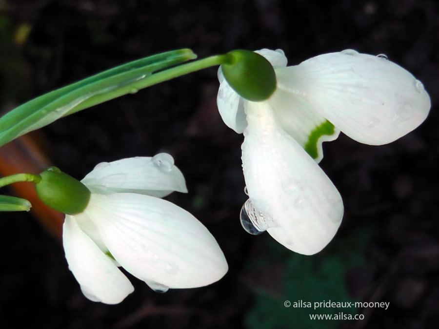 altamont gardens, snowdrop festival, ireland, travel, travelogue, ailsa prideaux-mooney