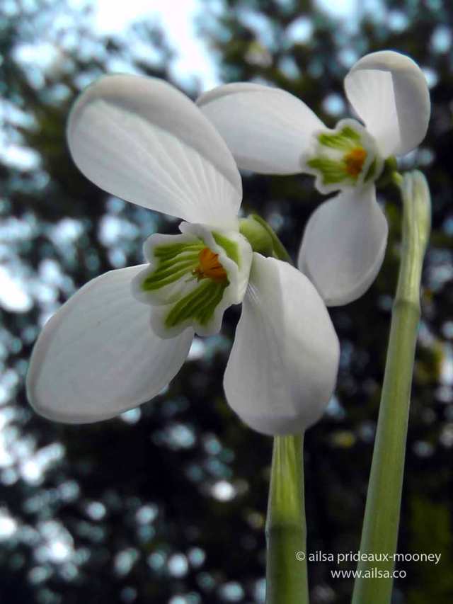 altamont gardens, snowdrop festival, ireland, travel, travelogue, ailsa prideaux-mooney