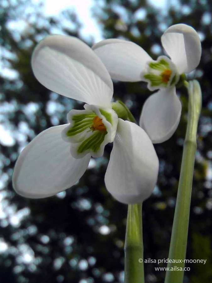 altamont gardens, snowdrop festival, ireland, travel, travelogue, ailsa prideaux-mooney
