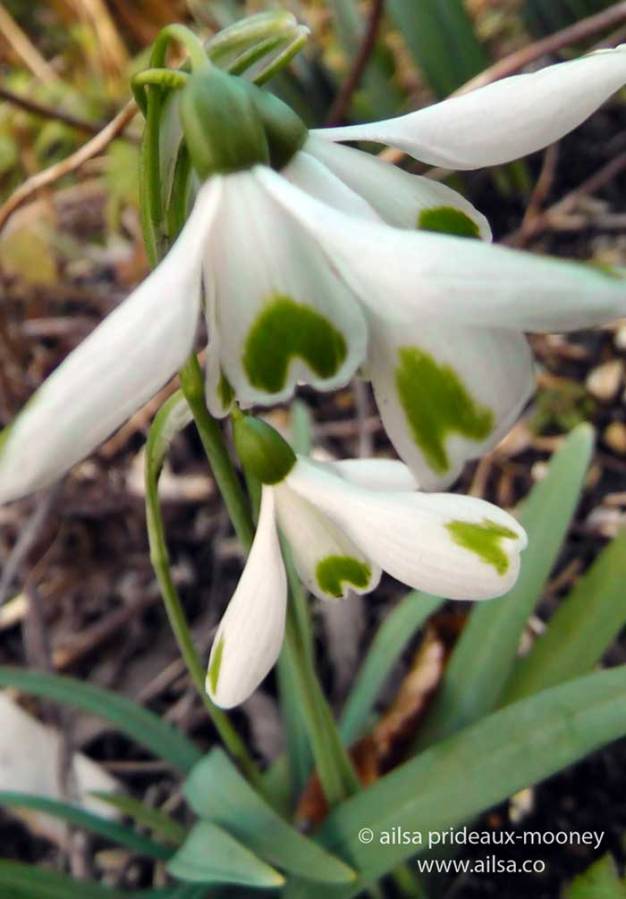altamont gardens, snowdrop festival, ireland, travel, travelogue, ailsa prideaux-mooney