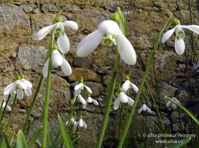 altamont gardens, snowdrop festival, ireland, travel, travelogue, ailsa prideaux-mooney