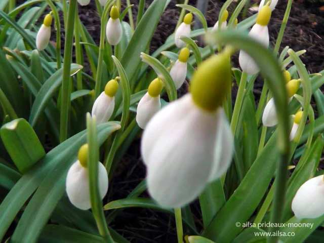 altamont gardens, snowdrop festival, ireland, travel, travelogue, ailsa prideaux-mooney
