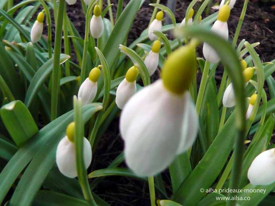 altamont gardens, snowdrop festival, ireland, travel, travelogue, ailsa prideaux-mooney