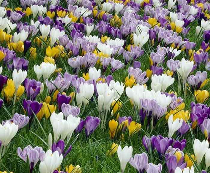 flowers, spring, irish garden, crocus, travel, travelogue