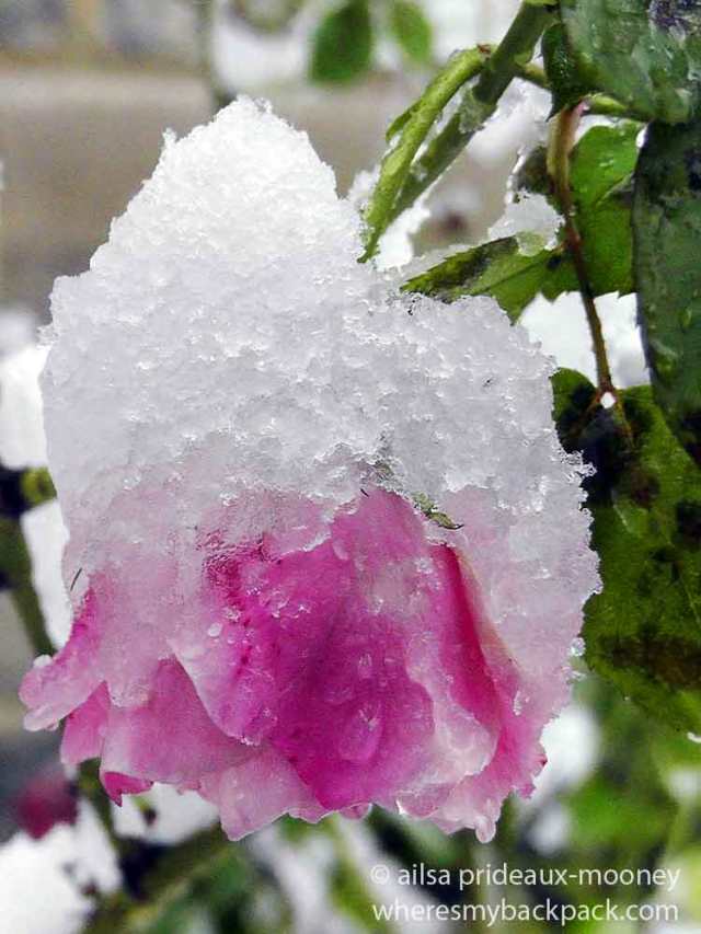 ice rose, new york, travel, travelogue, ailsa prideaux-mooney