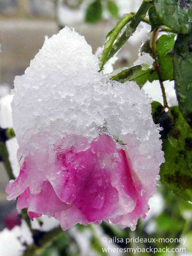 ice rose, new york, travel, travelogue, ailsa prideaux-mooney