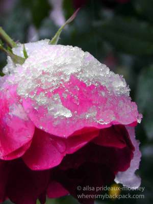ice rose, new york, travel, travelogue, ailsa prideaux-mooney