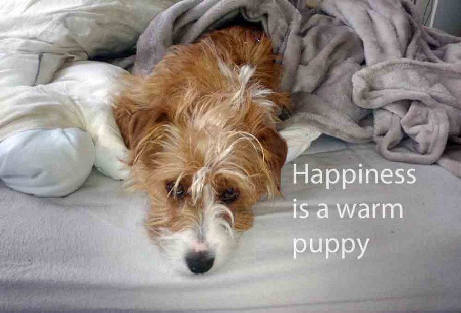 scruffy, puppy, love, ailsa prideaux-mooney, travel, travelogue