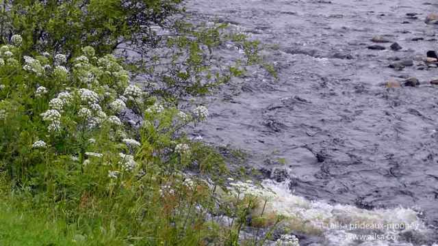 vale of avoca, meeting of the waters, wicklow, ireland, thomas moore, travel, travelogue, ailsa prideaux-mooney