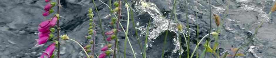 vale of avoca, meeting of the waters, wicklow, ireland, thomas moore, travel, travelogue, ailsa prideaux-mooney