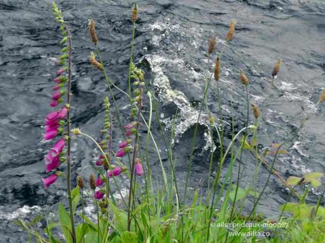 vale of avoca, meeting of the waters, wicklow, ireland, thomas moore, travel, travelogue, ailsa prideaux-mooney