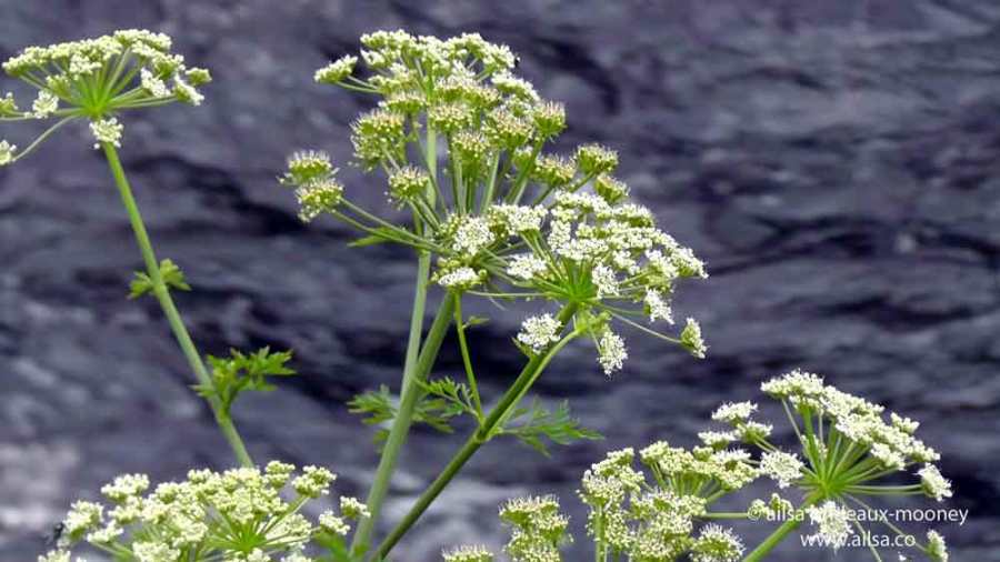 vale of avoca, meeting of the waters, wicklow, ireland, thomas moore, travel, travelogue, ailsa prideaux-mooney