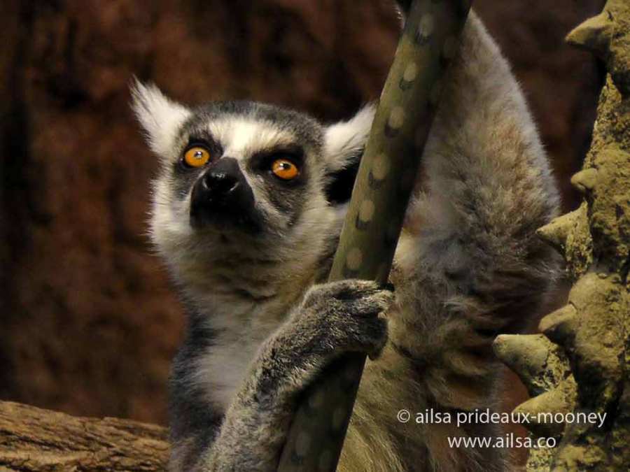 lemur, new york, travelogue, ailsa prideaux-mooney