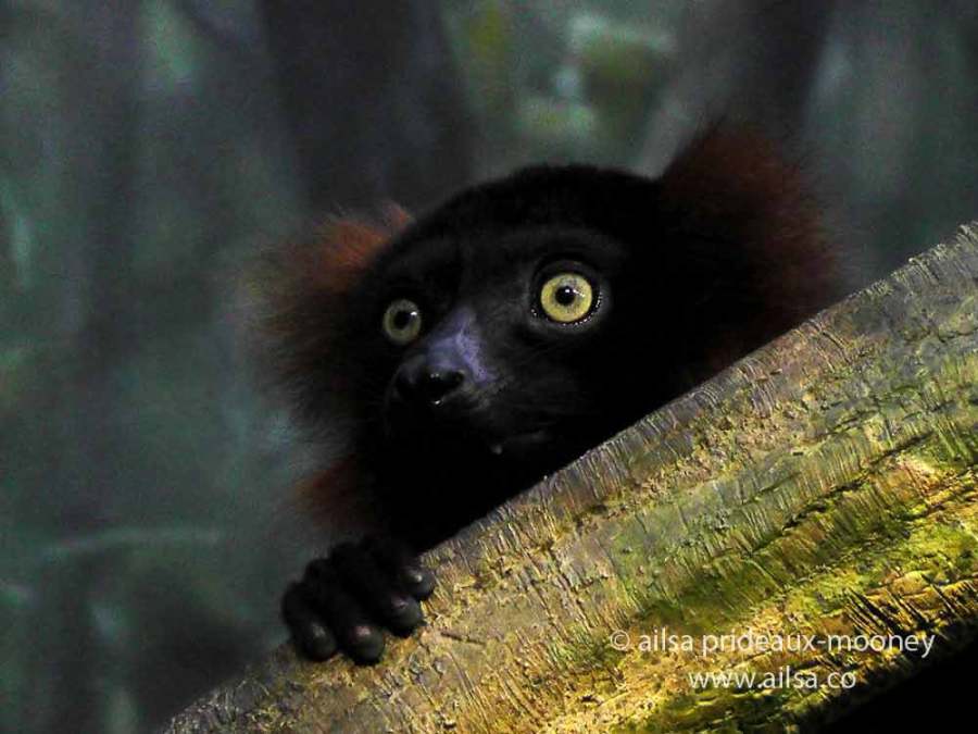 lemur, new york, travelogue, ailsa prideaux-mooney