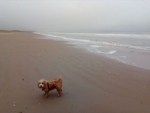dog, beach, ireland, travel, travelogue, ailsa prideaux-mooney