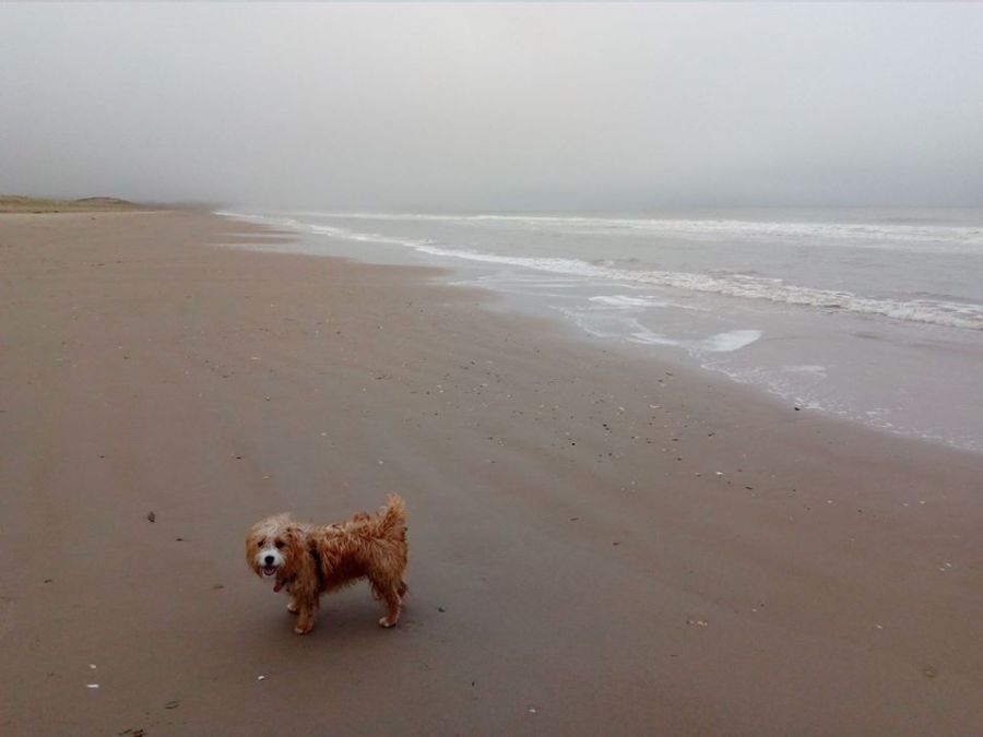 dog, beach, ireland, travel, travelogue, ailsa prideaux-mooney