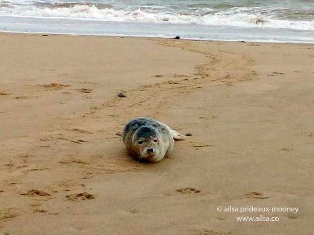 seal, ireland, wexford, travel, travelogue, ailsa prideaux-mooney