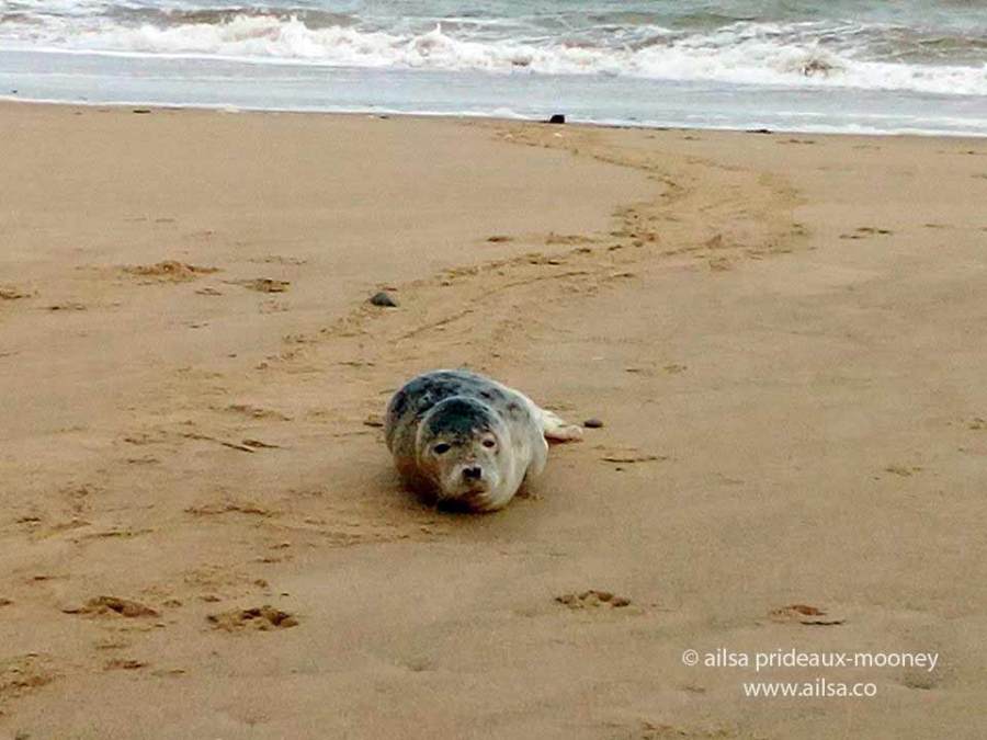 seal, ireland, wexford, travel, travelogue, ailsa prideaux-mooney