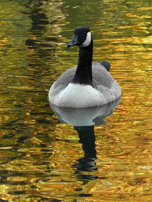 van cortland park, wildlife, new york, travel, travelogue, ailsa prideaux-mooney
