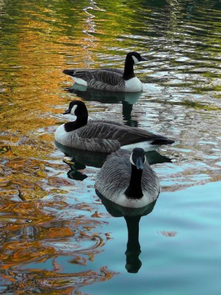 van cortland park, wildlife, new york, travel, travelogue, ailsa prideaux-mooney