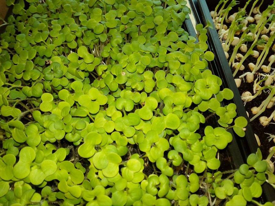 microgreens, windowsill gardening