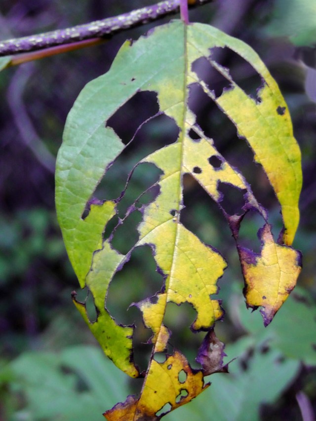 autumn leaf, fall leaves, jamaica bay wildlife sanctuary, new york, travelogue, ailsa prideaux-mooney