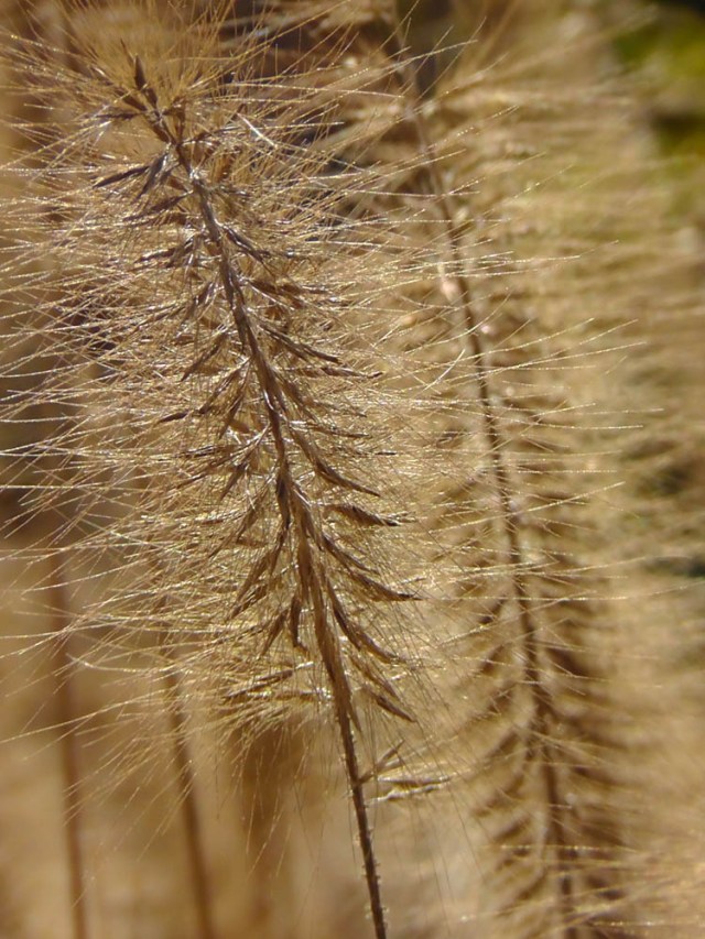 battery park, piet oudolf, grass, travelogue, ailsa prideaux-mooney
