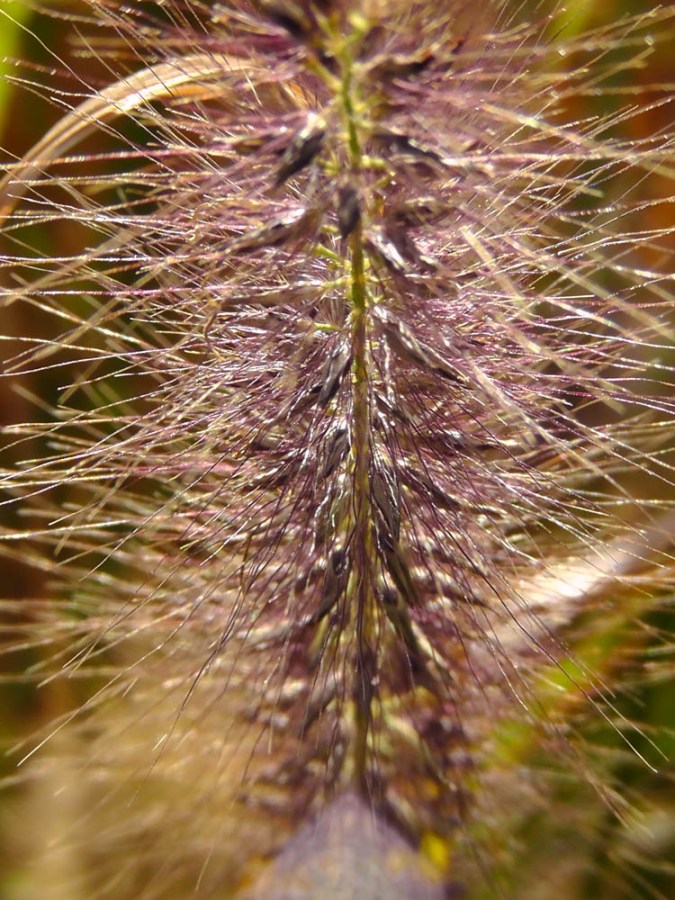 battery park, piet oudolf, grass, travelogue, ailsa prideaux-mooney