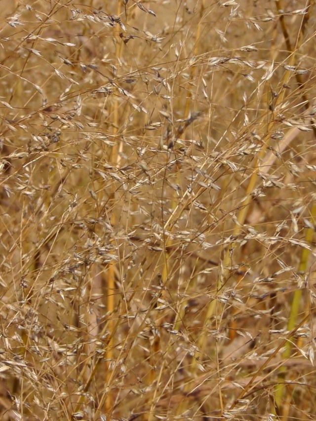 battery park, piet oudolf, grass, travelogue, ailsa prideaux-mooney