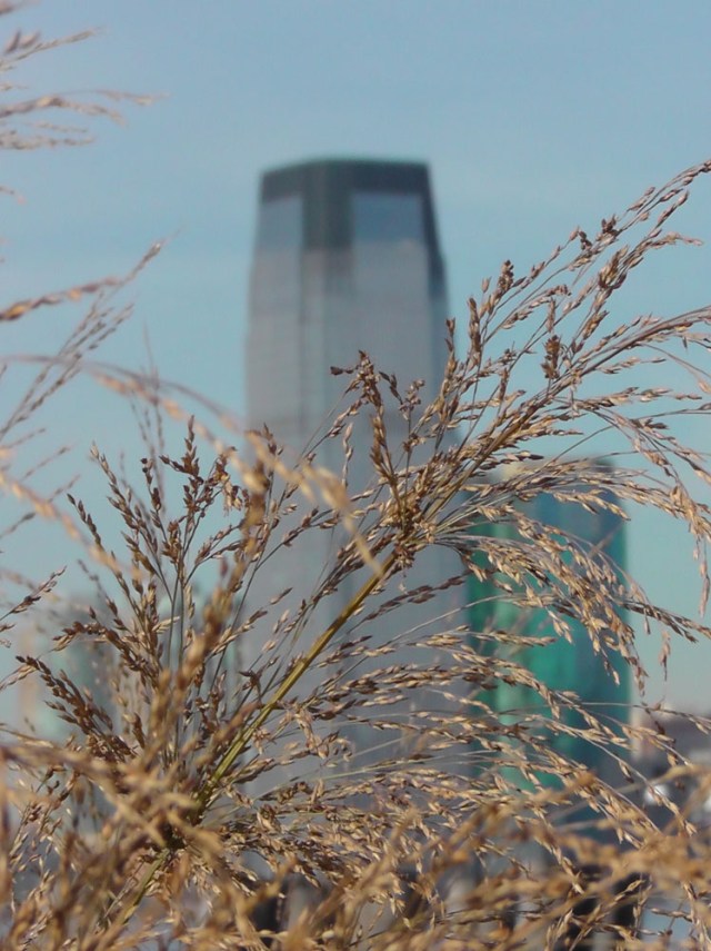 battery park, piet oudolf, grass, travelogue, ailsa prideaux-mooney