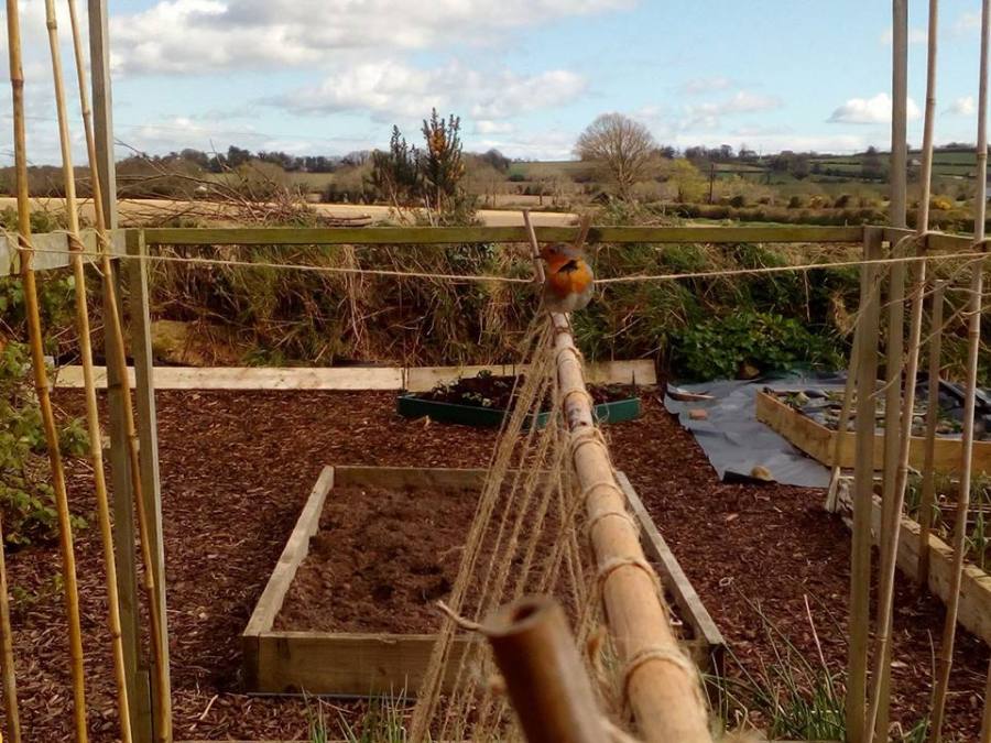 european robin, garden, ireland, travel, travelogue, ailsa prideaux-mooney
