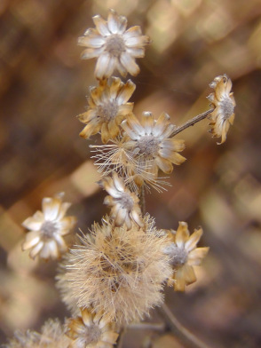 seed head, battery park, new york, piet oudolf, ailsa prideaux-mooney