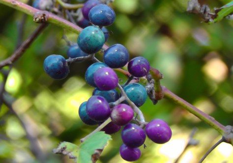rye, westchester county, ailsa prideaux-mooney, purple blue berries