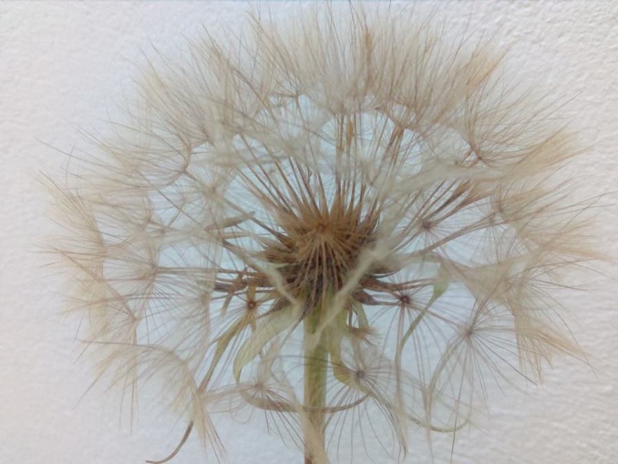 salsify seed head, ailsa prideaux-mooney