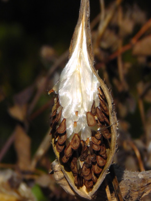 seed head, battery park, new york, piet oudolf, ailsa prideaux-mooney