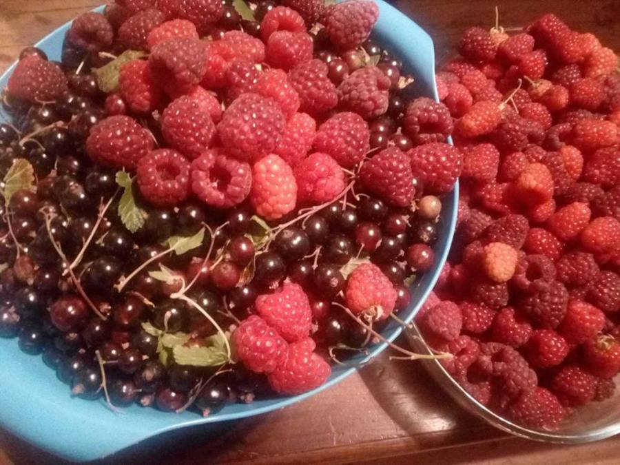 blackcurrants, raspberries