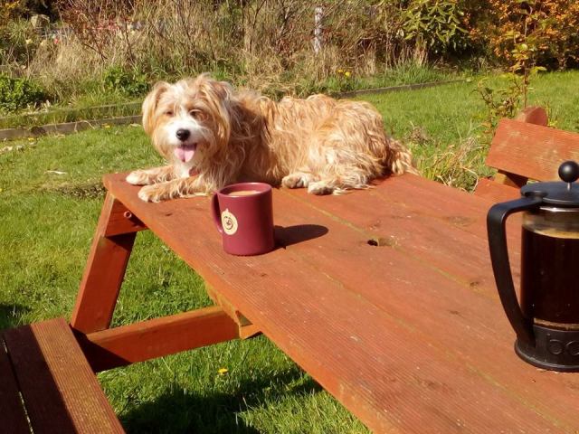 ailsa prideaux-mooney, dogs, animals, photography