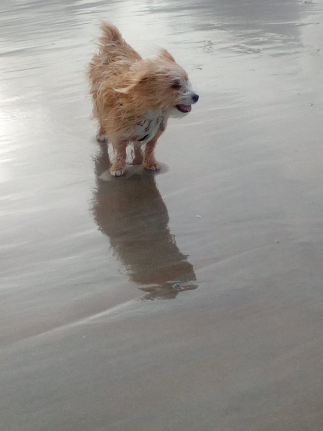 storm ophelia, ireland, beach, glen of imaal, travelogue, ailsa prideaux-mooney